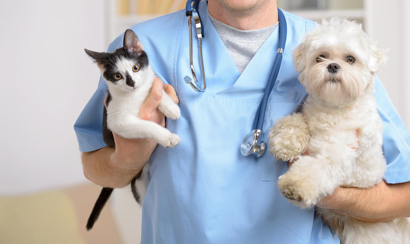 Pet Wellness Exam | Veterinarian in Surrey, BC | Grandview Animal Hospital