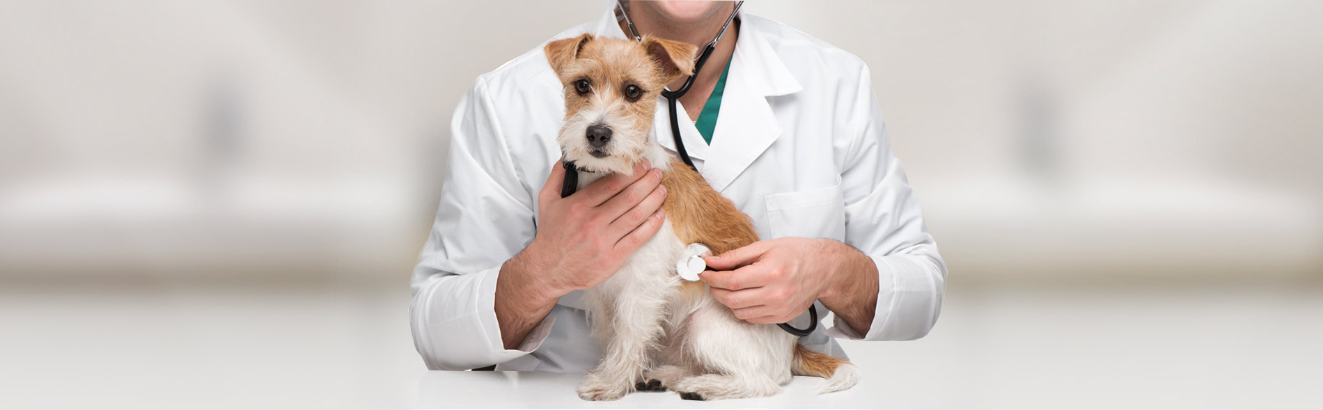 Veterinary Services | Surrey Animal Hospital | Grandview Animal Hospital